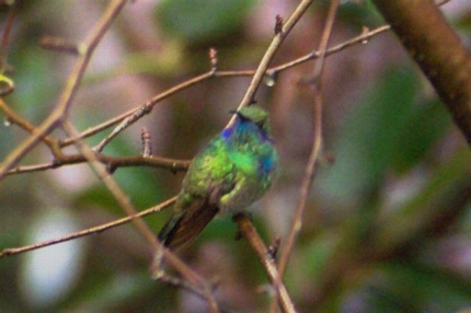 Mexican Violetear