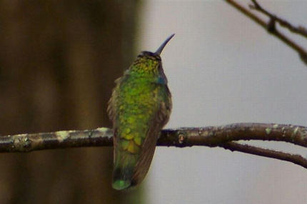 Mexican Violetear