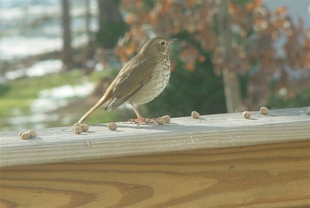 Hermit Thrush