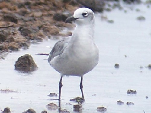 Laughing Gull