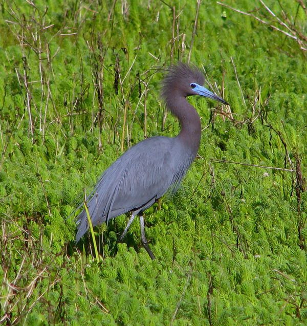 Little Blue Heron