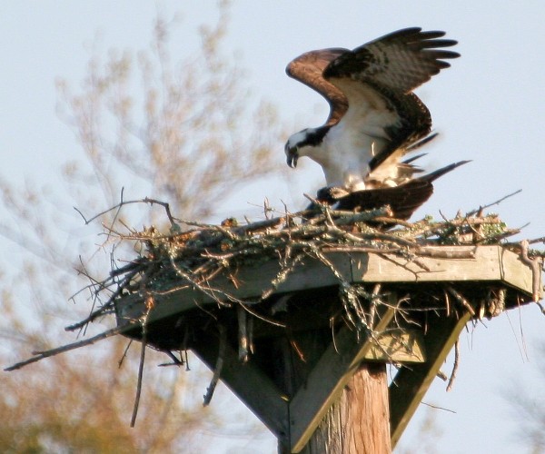 why are ospreys endangered