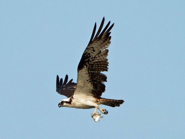 Osprey