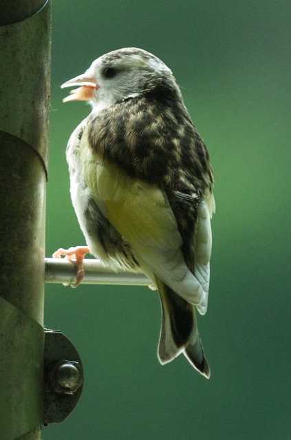 Pine Siskin