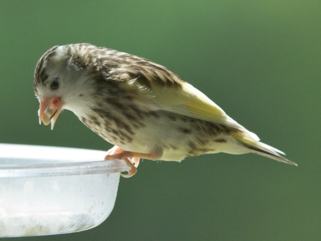 Pine Siskin