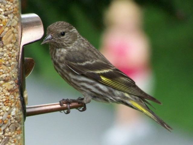 Pine Siskin