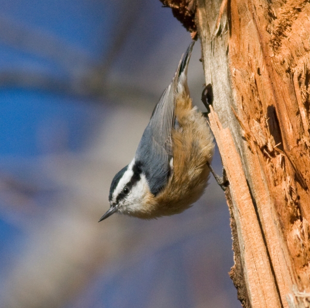 Red-breasted Nuthatch