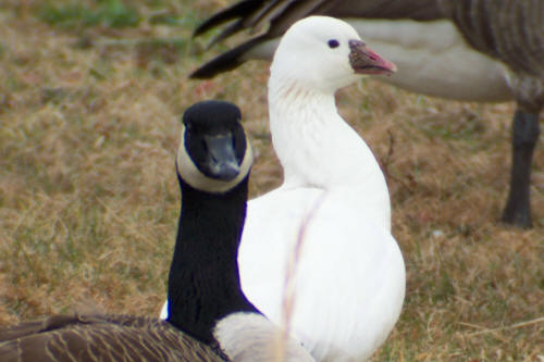 Ross's Goose