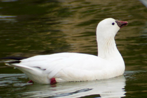 Ross's Goose