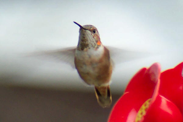 <i>Selasphorus</i> hummingbird