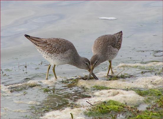 Wilson's Snipe and Short-billed Dowitchers