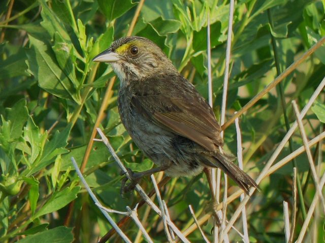 Seaside Sparrows