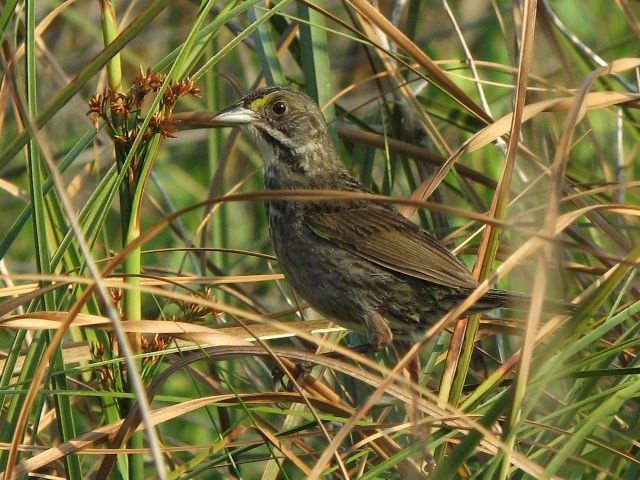 Seaside Sparrows