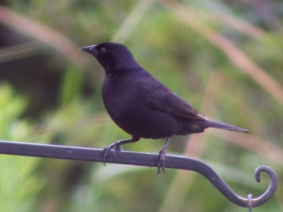 Shiny Cowbird