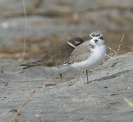 Snowy Plover