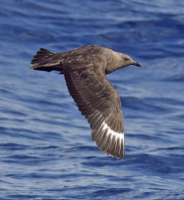 South Polar Skua