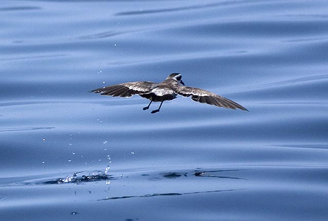 White-faced Storm-Petrel