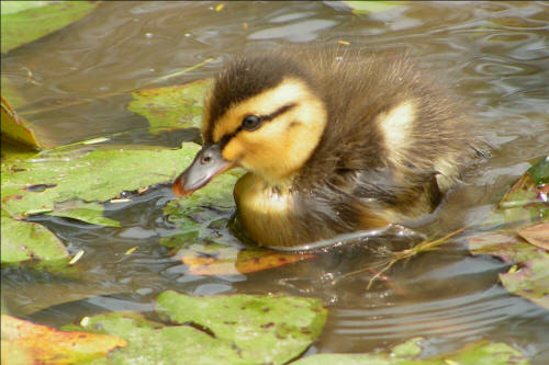 Wood Ducks