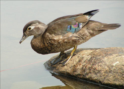 Wood Ducks