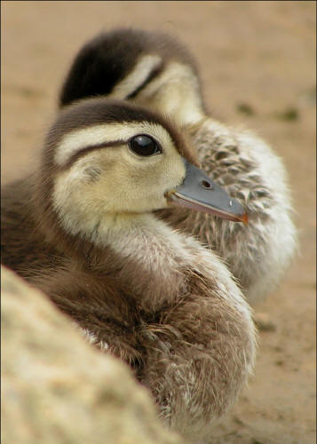 Wood Ducks