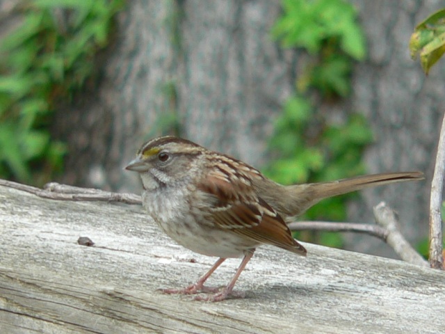 White-throated Sparrows