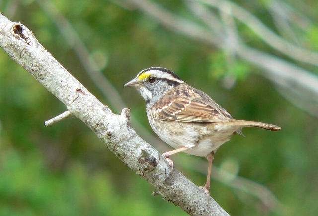 White-throated Sparrows