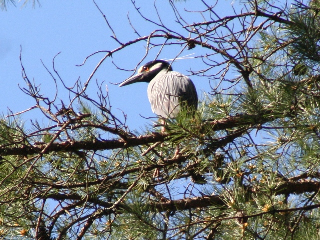 Yellow-crowned Night-Heron