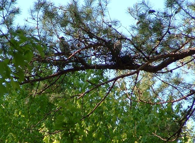 Yellow-crowned Night-Heron