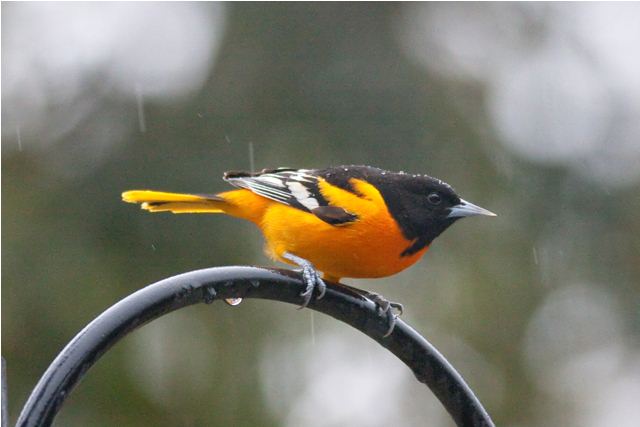 Baltimore Orioles