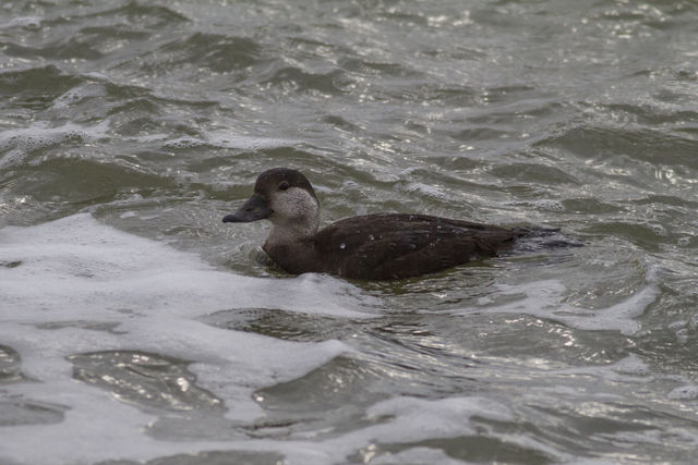 Black Scoter