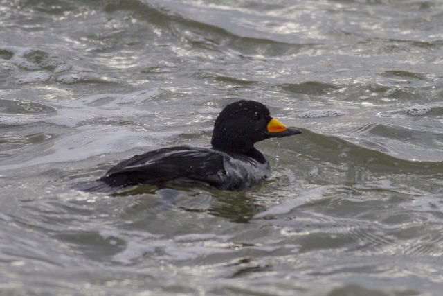 Black Scoter