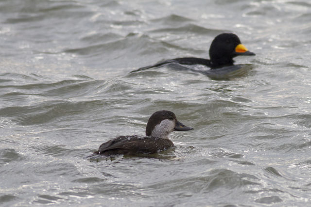 Black Scoter