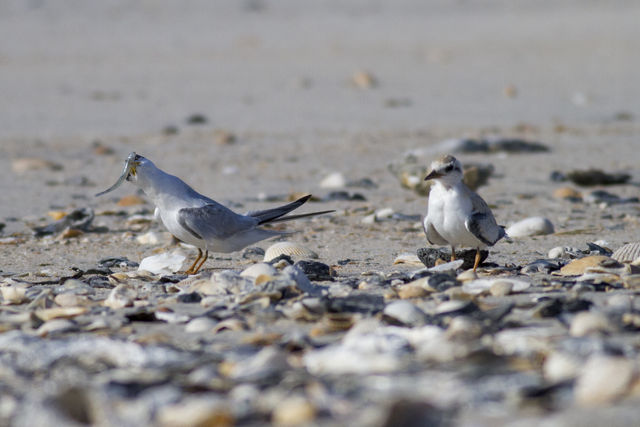 Least Tern