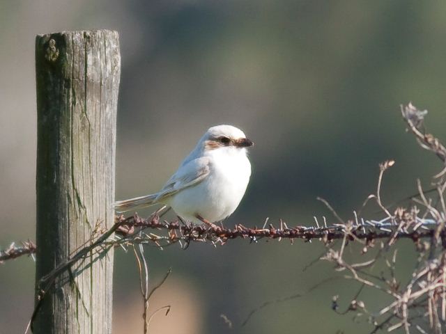 Loggerhead Shrikes