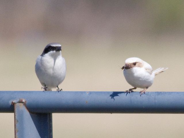 Loggerhead Shrikes