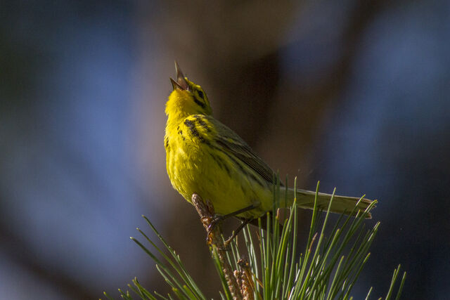 Prairie Warbler