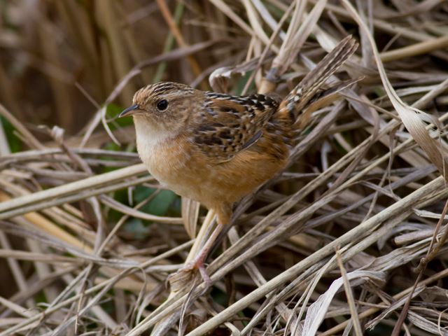 Sedge Wren