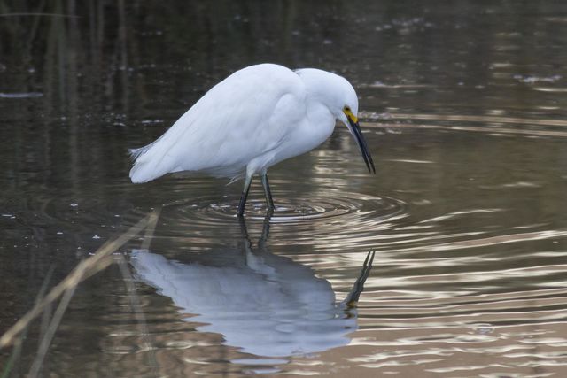 Snowy Egret