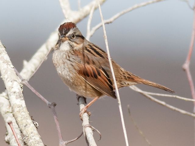 Swamp Sparrow