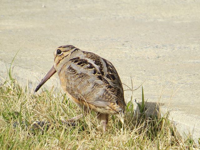 American Woodcock