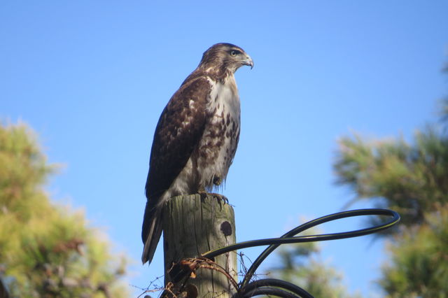 Red-tailed Hawk