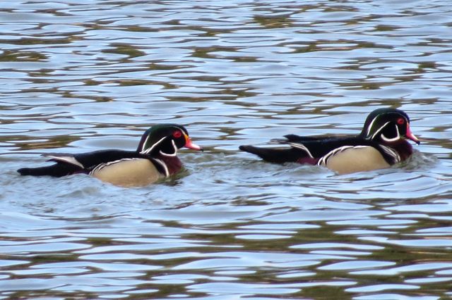 Wood Duck