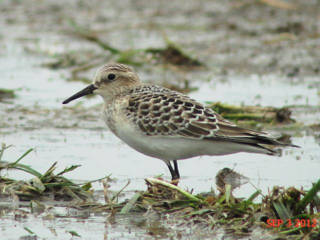 Baird's Sandpiper