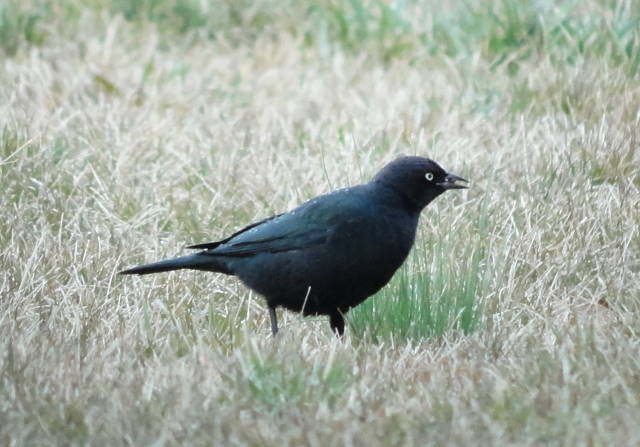 Brewer's Blackbird