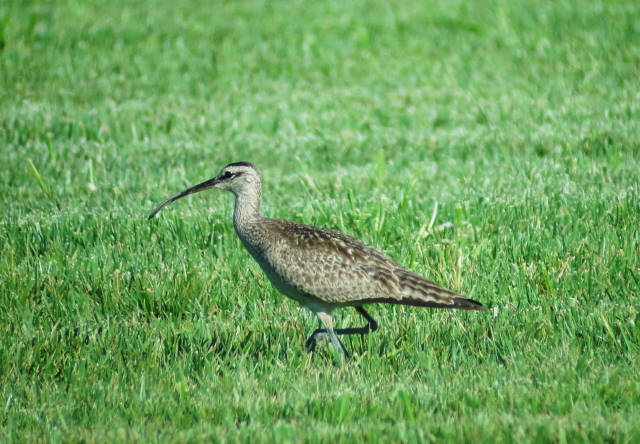 Whimbrel