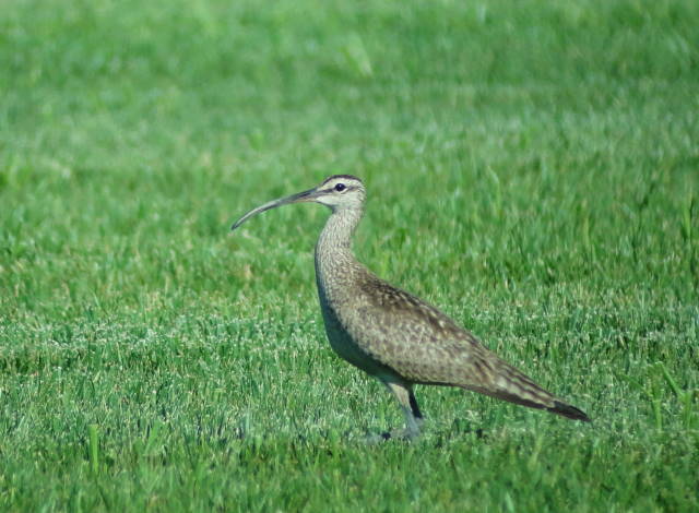 Whimbrel