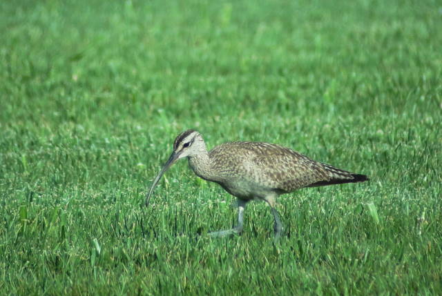 Whimbrel