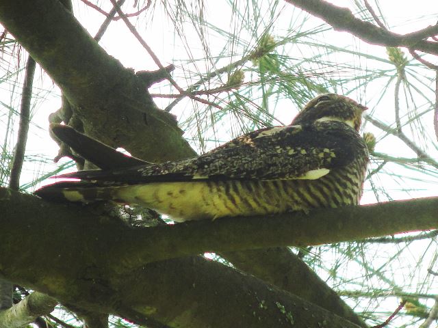 Common Nighthawk