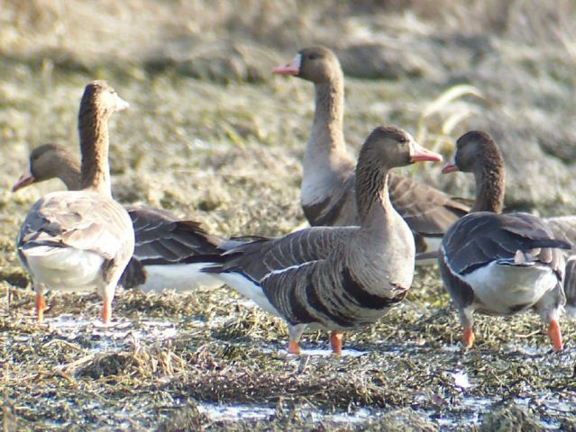 Greater White-fronted Geese