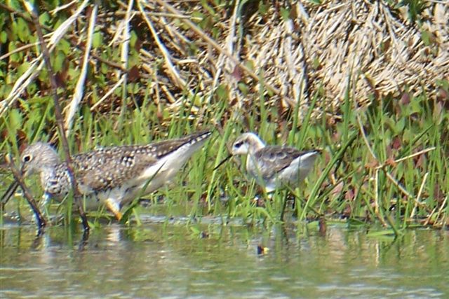 Wilson's Phalarope